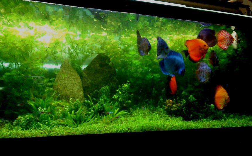 Rated #9: 160 Gallons Planted Tank - 720 litre tank new photo:) i updated my pic and lost my rating lol, never mind this is a better pic, i just gave it the weekly prune :) Rated #9: 160 Gallons Planted Tank - 720 litre tank new photo:) i updated my pic and lost my rating lol, never mind this is a better pic, i just gave it the weekly prune :)