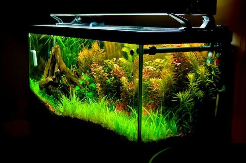 Rated #4: 75 Gallons Planted Tank - 2011 planted tank Rated #4: 75 Gallons Planted Tank - 2011 planted tank