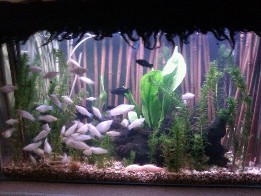 Rated #151: 20 Gallons Planted Tank - pic #1