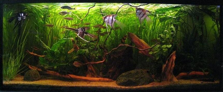 Rated #8: 63 Gallons Planted Tank - My biggest tank Rated #8: 63 Gallons Planted Tank - My biggest tank
