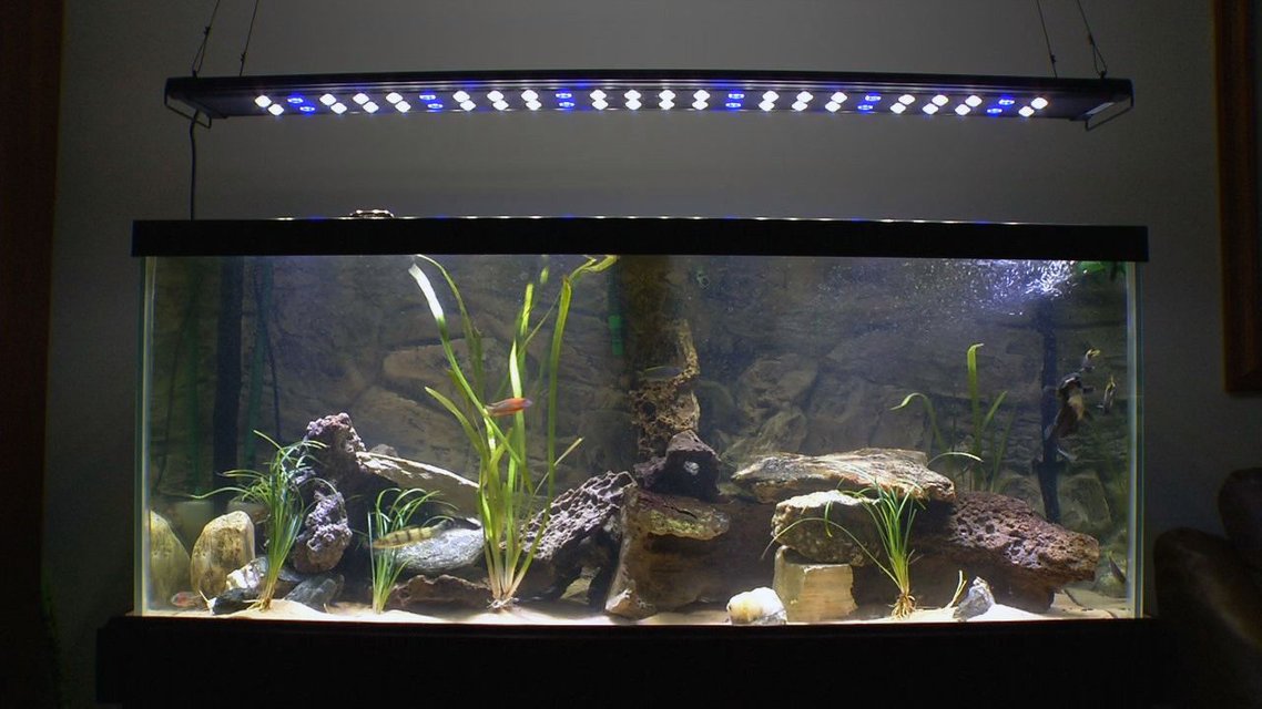 Rated #63: 75 Gallons Planted Tank - Lake Malawi Cichlids with a couple
other friends in a lightly planted
rock-scaped 75 gallon Aquarium. Rated #63: 75 Gallons Planted Tank - Lake Malawi Cichlids with a couple
other friends in a lightly planted
rock-scaped 75 gallon Aquarium.