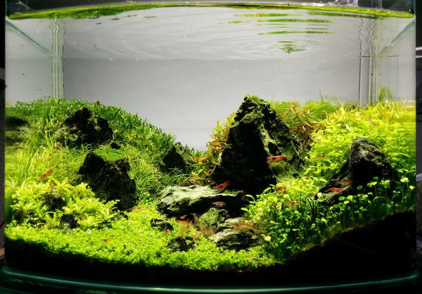 Rated #1: 3 Gallons Planted Tank - 9 months after establishment Rated #1: 3 Gallons Planted Tank - 9 months after establishment