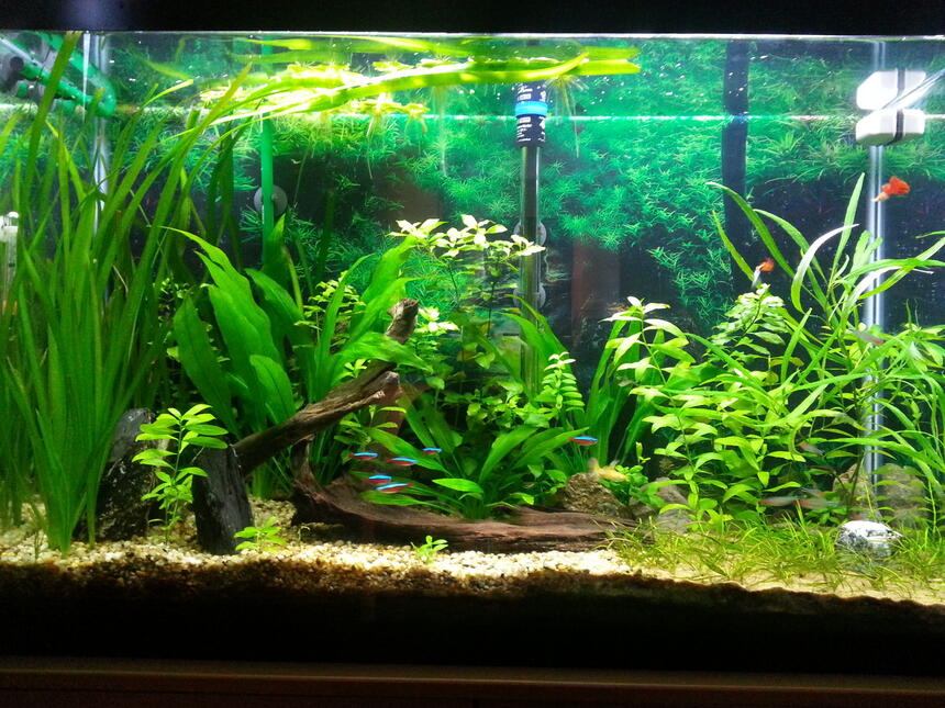Rated #13: 45 Gallons Planted Tank - picture taken after trimming Rated #13: 45 Gallons Planted Tank - picture taken after trimming