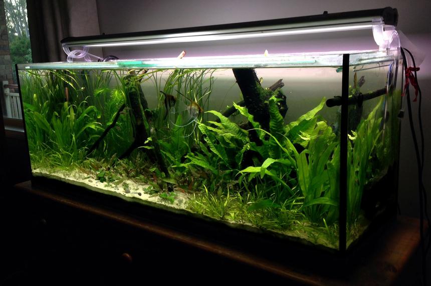 Rated #24: 55 Gallons Planted Tank - Planted 4 foot Rated #24: 55 Gallons Planted Tank - Planted 4 foot