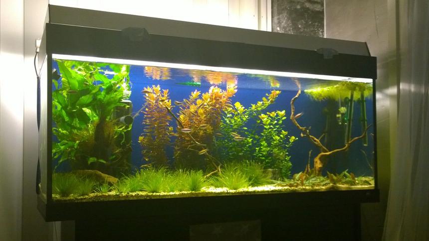 Rated #40: 54 Gallons Planted Tank - Planted tank 54gallona/240ltr Rated #40: 54 Gallons Planted Tank - Planted tank 54gallona/240ltr