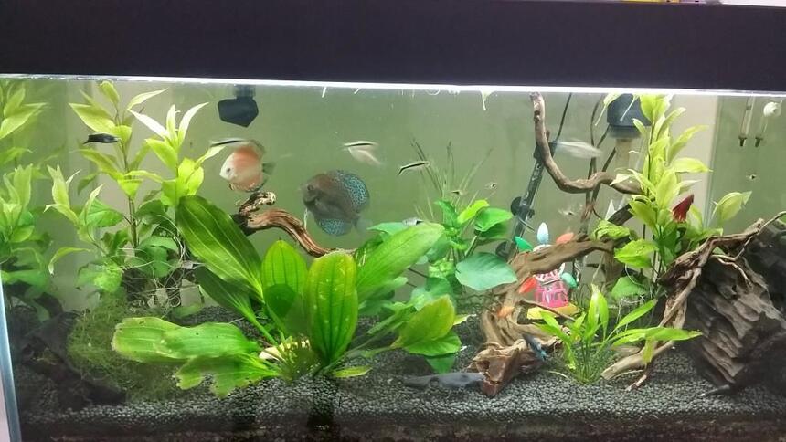 Rated #48: 52 Gallons Planted Tank - Planted Tanks with Discus and Halfmoon Rated #48: 52 Gallons Planted Tank - Planted Tanks with Discus and Halfmoon