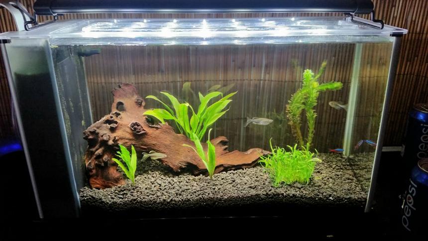 Rated #69: 5 Gallons Planted Tank - My tank Rated #69: 5 Gallons Planted Tank - My tank