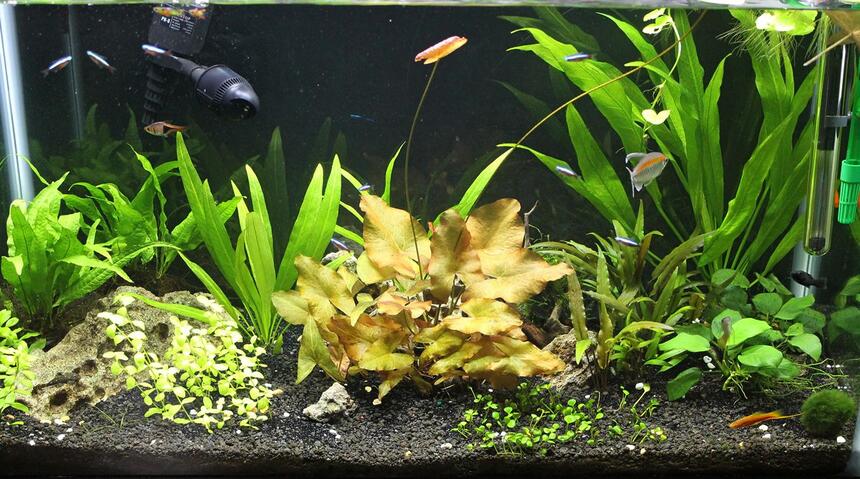 Rated #37: 29 Gallons Planted Tank - 29 gallon - non CO2 - amazon sword
-
micro sword - lilies - anubias -
crypts - java fern - australis
bacopa - moss - cardinal tetras - congo tetra - dwarf pleco - otto - assassin snails - lyretails - swords - Rated #37: 29 Gallons Planted Tank - 29 gallon - non CO2 - amazon sword
-
micro sword - lilies - anubias -
crypts - java fern - australis
bacopa - moss - cardinal tetras - congo tetra - dwarf pleco - otto - assassin snails - lyretails - swords -