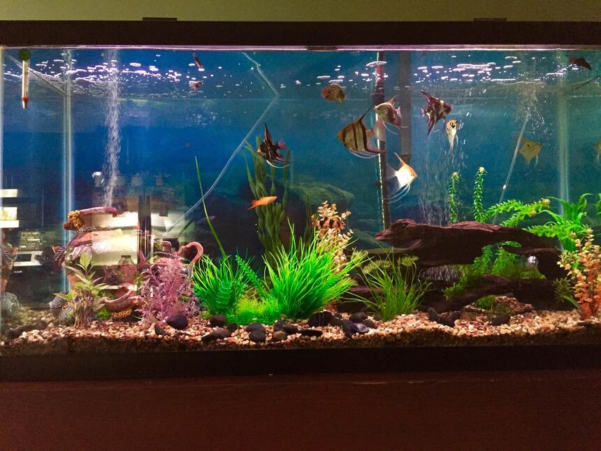 Rated #58: 100 Gallons Planted Tank - 100 gallon freshwater tank with 19 fish and multiple live plants Rated #58: 100 Gallons Planted Tank - 100 gallon freshwater tank with 19 fish and multiple live plants