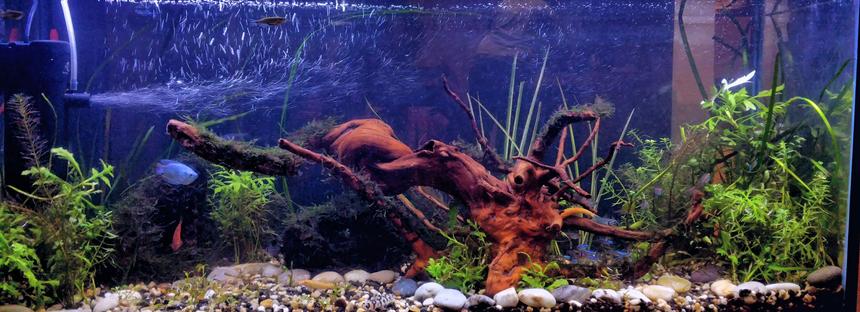 Rated #33: 30 Gallons Planted Tank - Freshwater live tank Rated #33: 30 Gallons Planted Tank - Freshwater live tank