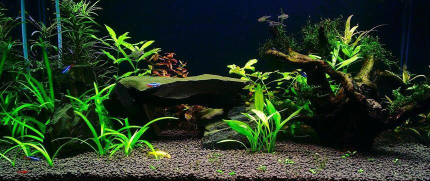 Rated #7: 100 Gallons Planted Tank - plant tank with rock and wood Rated #7: 100 Gallons Planted Tank - plant tank with rock and wood