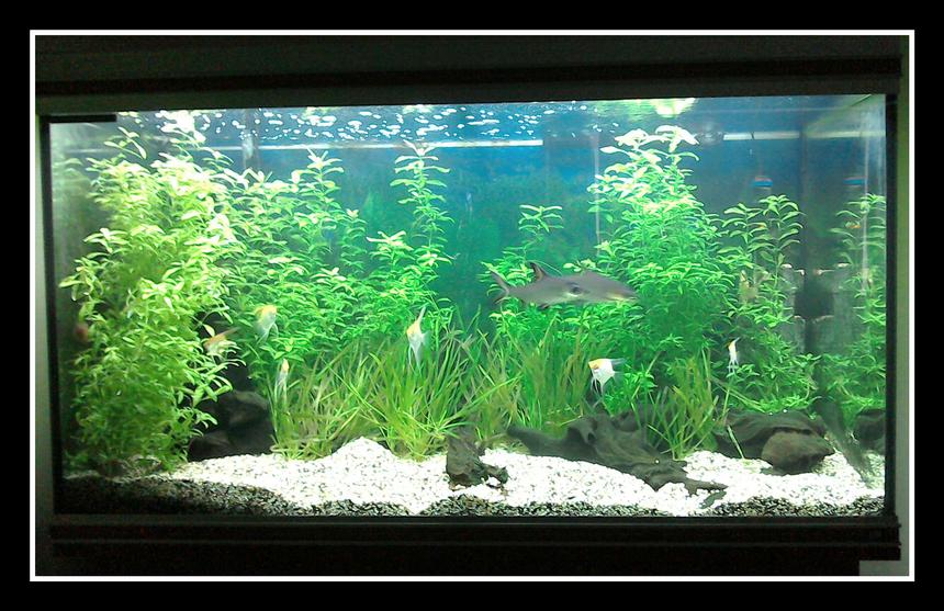 Rated #25: 87 Gallons Planted Tank - Tropical planted freshwater Rated #25: 87 Gallons Planted Tank - Tropical planted freshwater