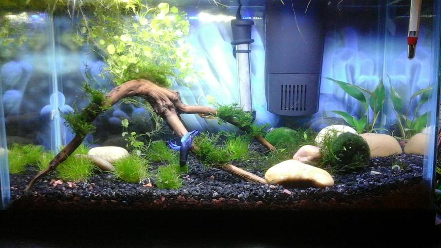 Rated #45: 10 Gallons Planted Tank - 10 Gallon. End of week 3. Male Betta from day 1 and added an Albino Bushy Nose Plecos at end of week 2 Rated #45: 10 Gallons Planted Tank - 10 Gallon. End of week 3. Male Betta from day 1 and added an Albino Bushy Nose Plecos at end of week 2