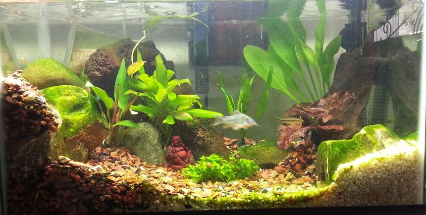 Rated #51: 15 Gallons Planted Tank - 10 gallon standard
Flora includes Java Fern, Amazon Sword, Red Tiger Lotus, Staurogyne Repens, Green Temple, and an Anubias Frazeri.
Fauna includes 2 Dwarf Indian Puffers, 2 Ottos, 1 Emerald Cory Cat, and 2 Kuhli Loaches. Rated #51: 15 Gallons Planted Tank - 10 gallon standard
Flora includes Java Fern, Amazon Sword, Red Tiger Lotus, Staurogyne Repens, Green Temple, and an Anubias Frazeri.
Fauna includes 2 Dwarf Indian Puffers, 2 Ottos, 1 Emerald Cory Cat, and 2 Kuhli Loaches.