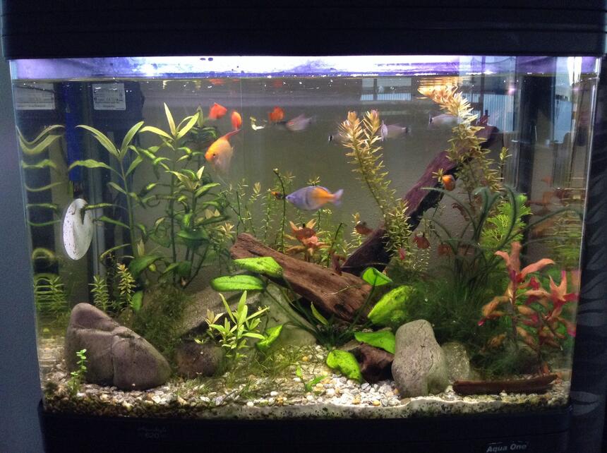 Rated #47: 23 Gallons Planted Tank - A planted tank Rated #47: 23 Gallons Planted Tank - A planted tank