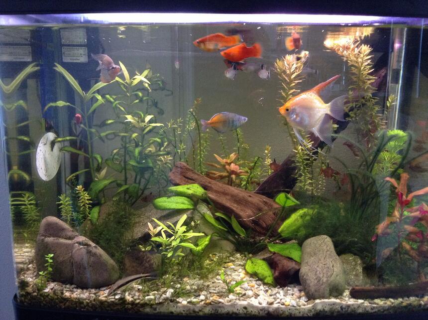 Rated #42: 23 Gallons Planted Tank - A planted tank Rated #42: 23 Gallons Planted Tank - A planted tank