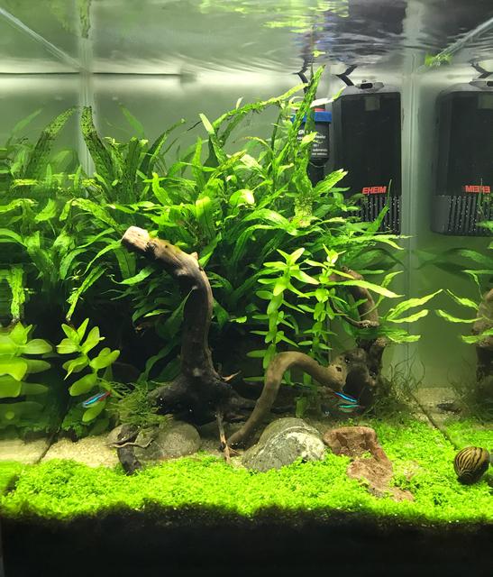 Rated #10: 10 Gallons Planted Tank - Tank after 6 months, Monte Carlo has taken well. Rated #10: 10 Gallons Planted Tank - Tank after 6 months, Monte Carlo has taken well.
