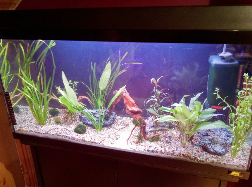 Rated #54: 25 Gallons Planted Tank - My new setup which im just taking one step at a time i am beginning by adding more and more plants,rocks and wood and the livestock will mainly consist of neon tetras and cherry shrimp. Rated #54: 25 Gallons Planted Tank - My new setup which im just taking one step at a time i am beginning by adding more and more plants,rocks and wood and the livestock will mainly consist of neon tetras and cherry shrimp.