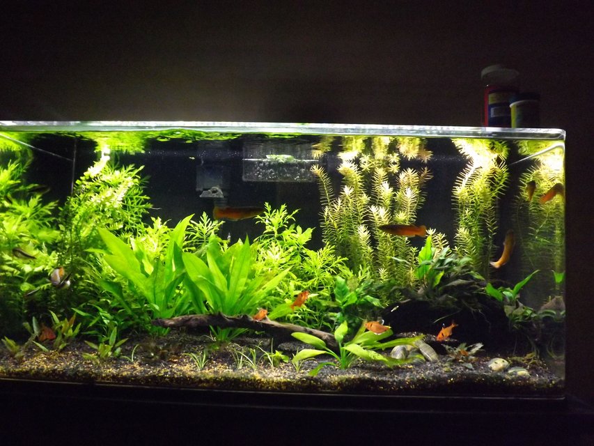 Rated #7: 37 Gallons Planted Tank - 37 gallon acrylic tank, planted without co2, just trying to get the right balance of plants and fish. 25% water changes weekly, dosing with potassium, phosphorus and Flourish Excell weekly. Recently upgraded to a 36 in. LED plant light that\'s dimmable. I\'ve found full power is too much light. Substrate is a fluorite type product and coarse sand. Rated #7: 37 Gallons Planted Tank - 37 gallon acrylic tank, planted without co2, just trying to get the right balance of plants and fish. 25% water changes weekly, dosing with potassium, phosphorus and Flourish Excell weekly. Recently upgraded to a 36 in. LED plant light that's dimmable. I've found full power is too much light. Substrate is a fluorite type product and coarse sand.