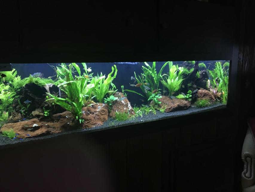 Rated #6: 125 Gallons Planted Tank - 125 Planted two months in Rated #6: 125 Gallons Planted Tank - 125 Planted two months in