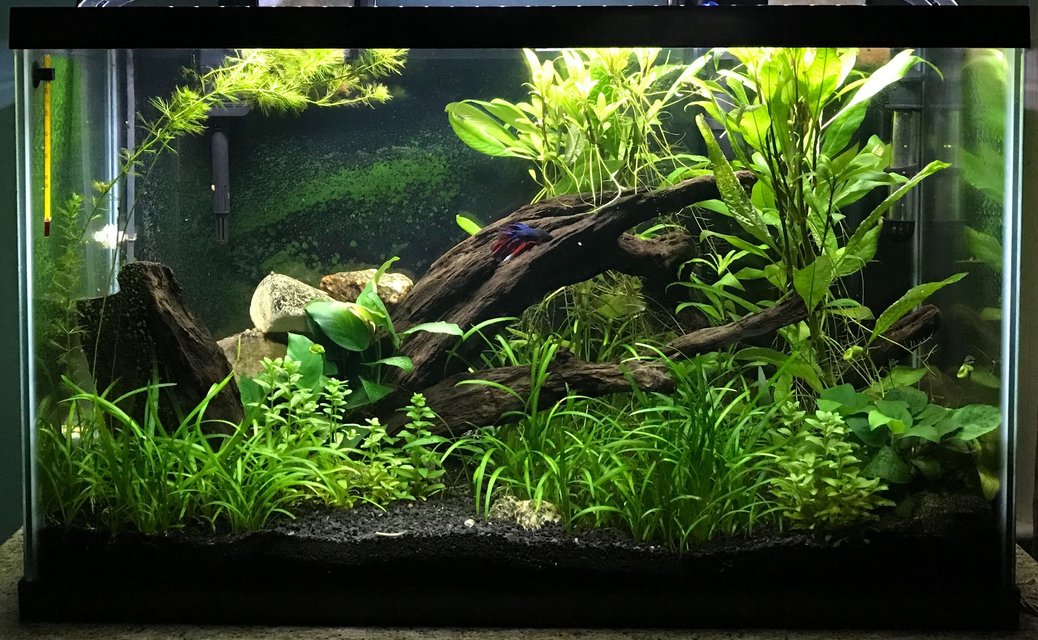 Rated #1: 29 Gallons Planted Tank - My Planted Aquarium Rated #1: 29 Gallons Planted Tank - My Planted Aquarium