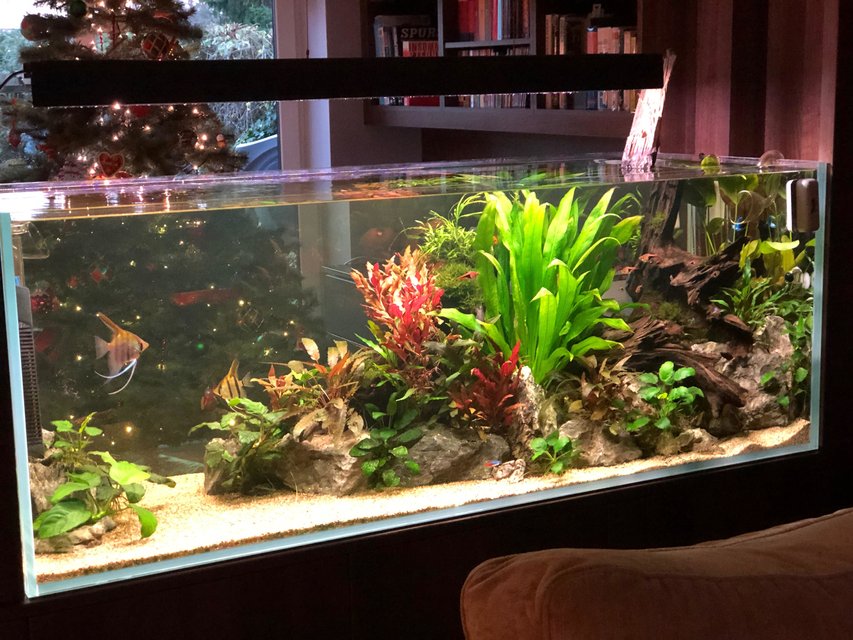 Rated #10: 130 Gallons Planted Tank - Aquarium wall Rated #10: 130 Gallons Planted Tank - Aquarium wall
