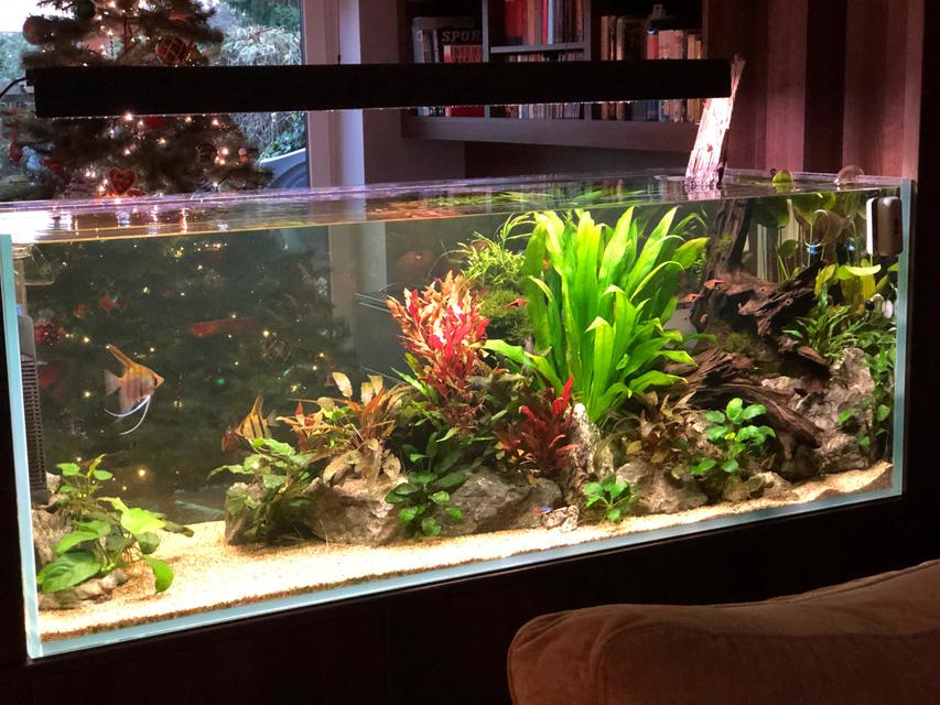 Rated #3: 130 Gallons Planted Tank - Aquarium wall Rated #3: 130 Gallons Planted Tank - Aquarium wall