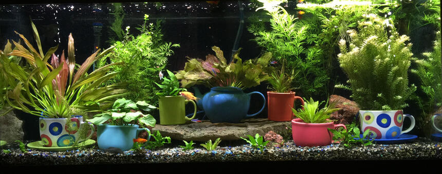 Rated #2: 72 Gallons Planted Tank - This is my 75-gallon freshwater planted aquarium. Located in my living room, on display next to my mug collection. It\ Rated #2: 72 Gallons Planted Tank - This is my 75-gallon freshwater planted aquarium. Located in my living room, on display next to my mug collection. It's been running for 8 months or so. Enjoy and thank you!