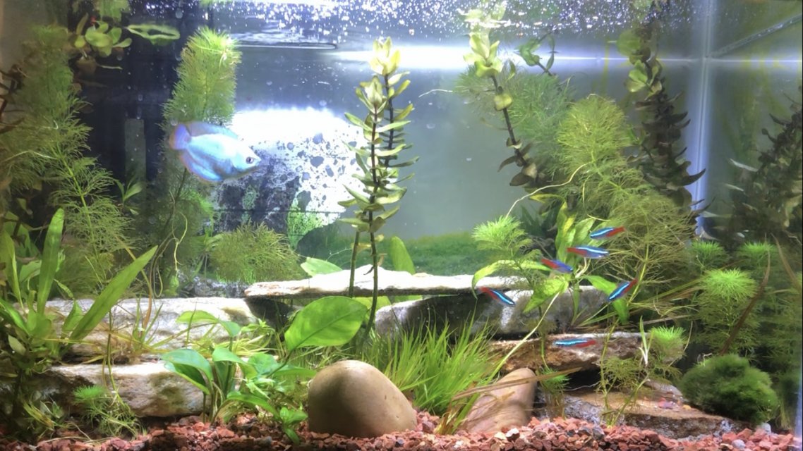 Rated #22: 10 Gallons Planted Tank - First attempt