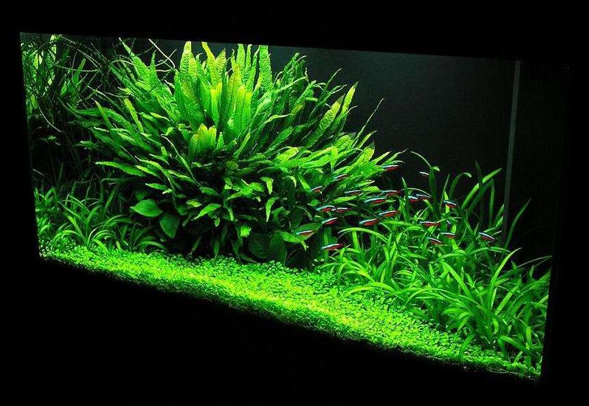 Rated #3: 33 Gallons Planted Tank - 33 gal. Nature Aquarium Rated #3: 33 Gallons Planted Tank - 33 gal. Nature Aquarium