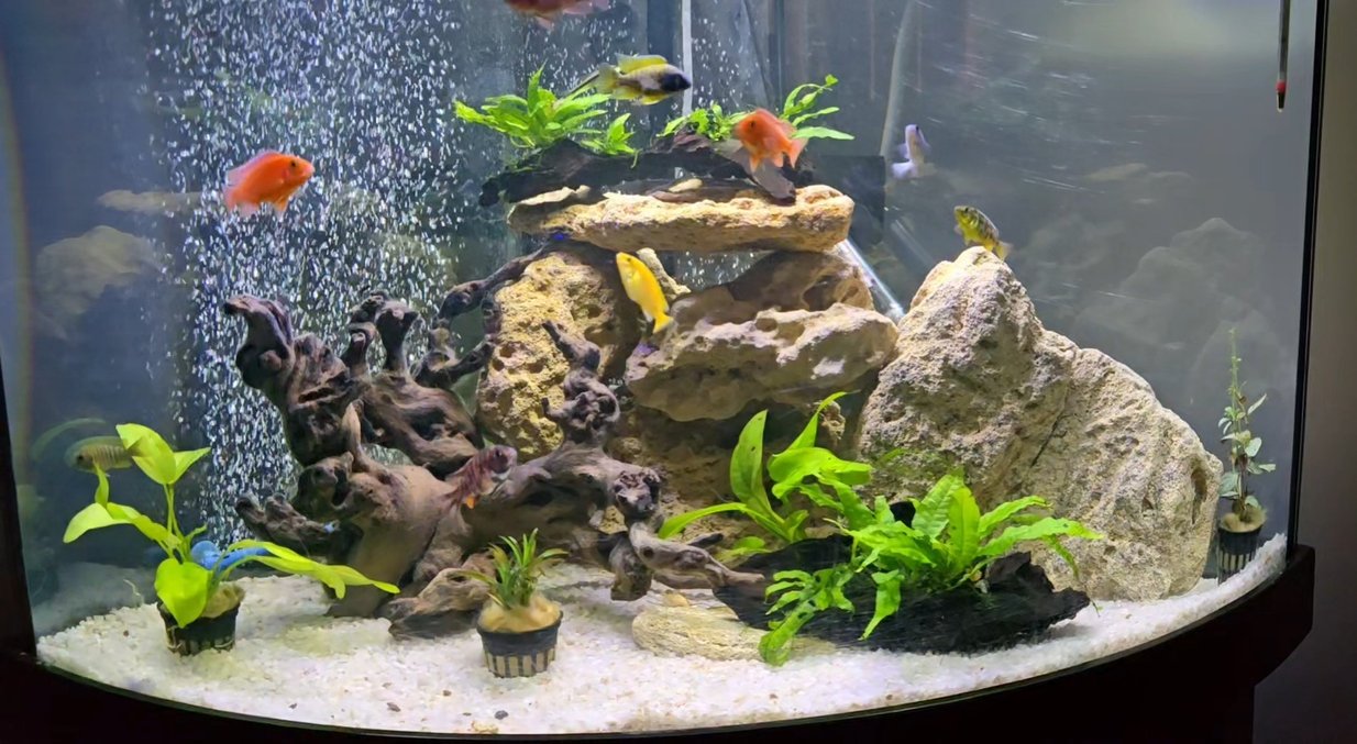 47 gallons planted tank (mostly live plants and fish) - My tank 47 gallons planted tank (mostly live plants and fish) - My tank