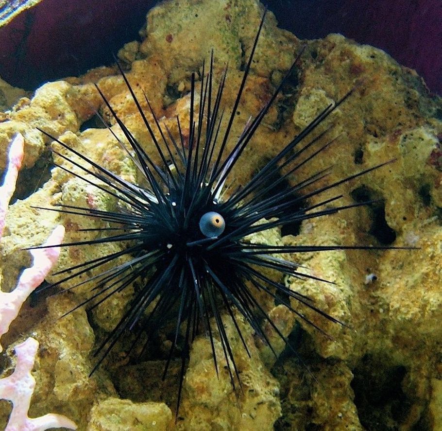 Sea Urchins in the Saltwater Tank Sea Urchins in the Saltwater Tank