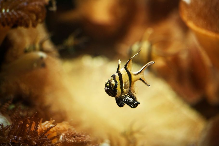 Nutritional Needs of Saltwater Aquarium Fish Nutritional Needs of Saltwater Aquarium Fish