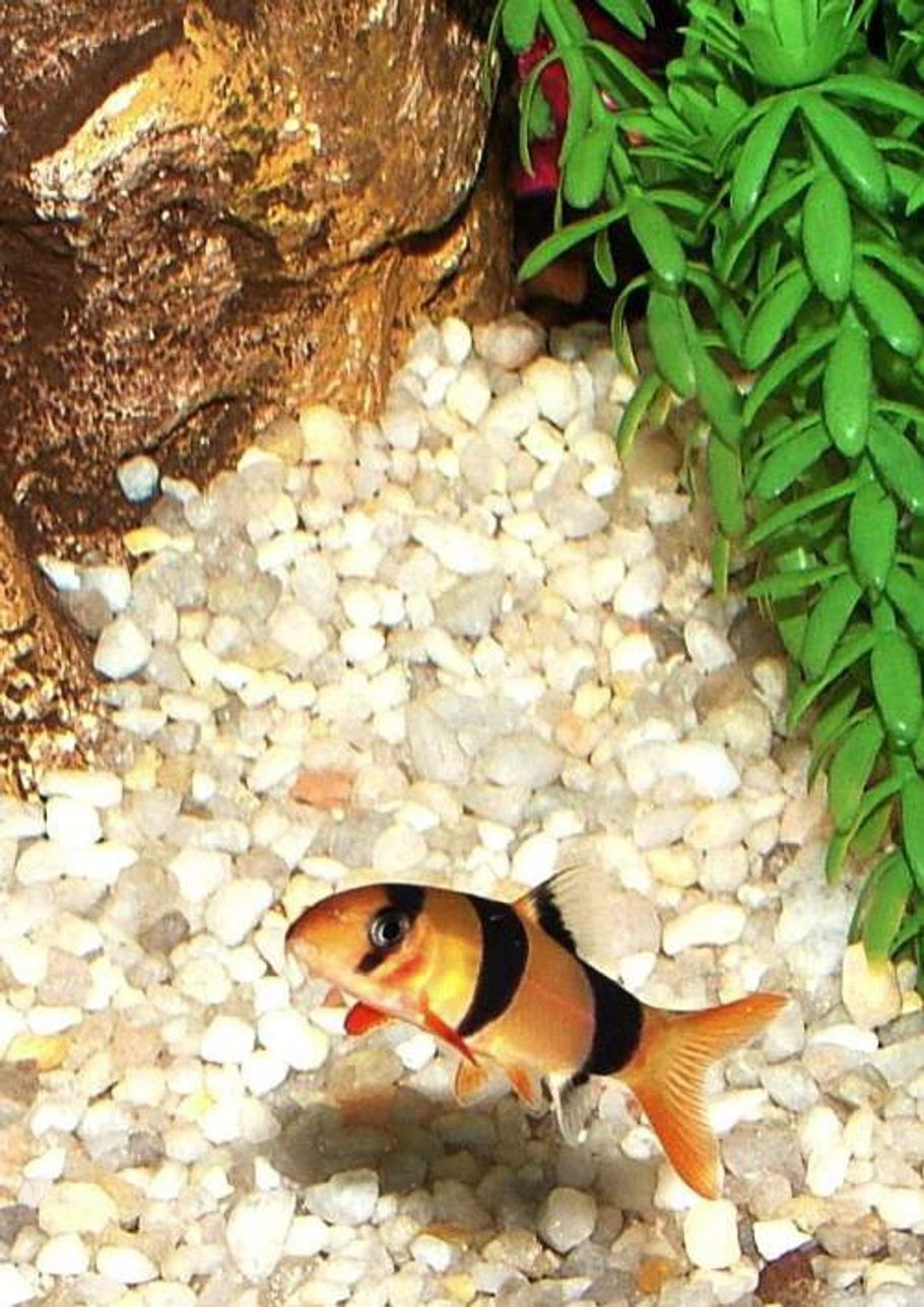 How to Culture Infusoria for Baby Fish How to Culture Infusoria for Baby Fish