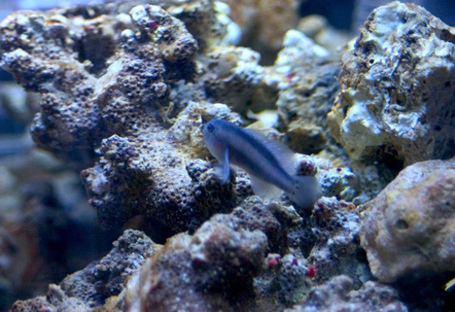Recommended Species for Nano Tanks Recommended Species for Nano Tanks