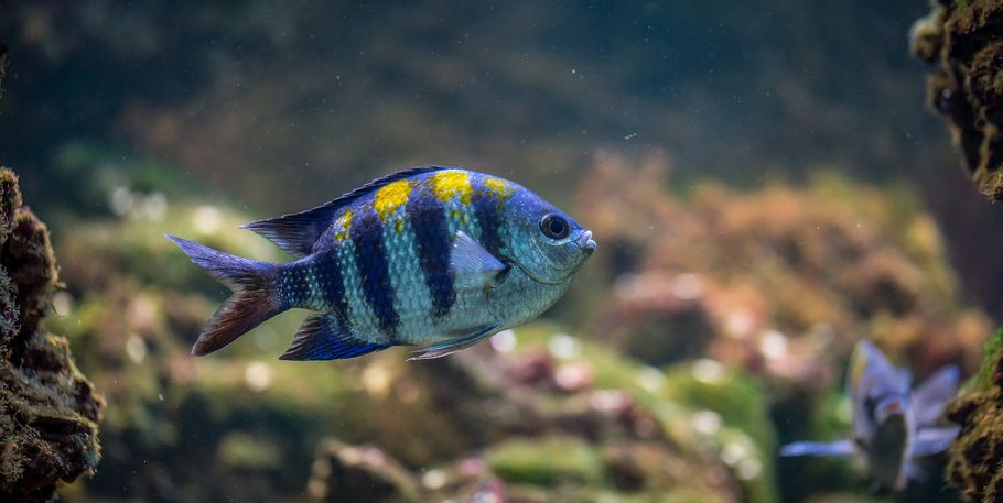 Using a Gravel Vacuum in the Home Aquarium Using a Gravel Vacuum in the Home Aquarium