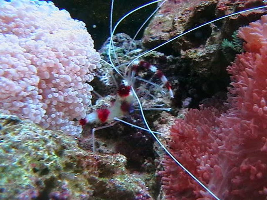 Marine Shrimp for the Saltwater or Reef Tank Marine Shrimp for the Saltwater or Reef Tank