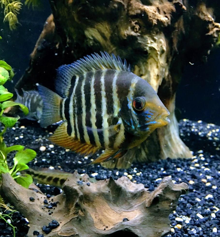 Tips for Spotting Signs of Distress in Your Fish Before It's Too Late Tips for Spotting Signs of Distress in Your Fish Before It's Too Late