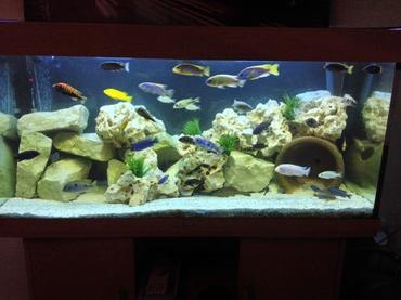 Stacking Rocks in Your Aquarium Stacking Rocks in Your Aquarium