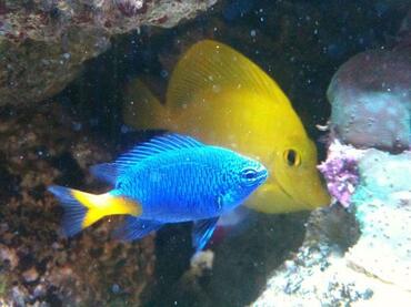 The Benefits of Purchasing Saltwater Fish Online The Benefits of Purchasing Saltwater Fish Online