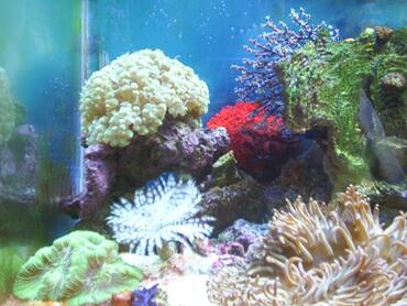 Types of Coral for Reef Tanks Types of Coral for Reef Tanks
