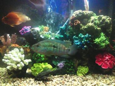 Cleaning Algae off Tank Glass Properly Cleaning Algae off Tank Glass Properly