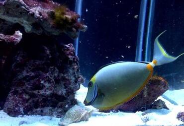 The Benefits of Snails in the Saltwater Tank The Benefits of Snails in the Saltwater Tank