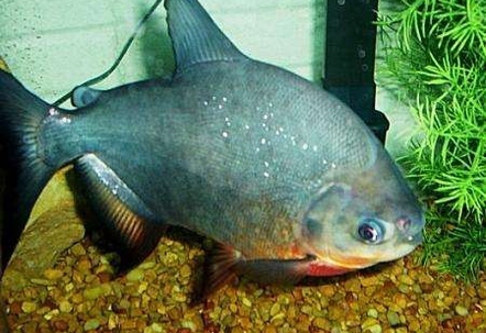 Cultivating a Tank for Red Bellied Pacus Cultivating a Tank for Red Bellied Pacus