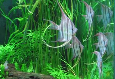 The Importance of Carbon Dioxide in Planted Tanks The Importance of Carbon Dioxide in Planted Tanks
