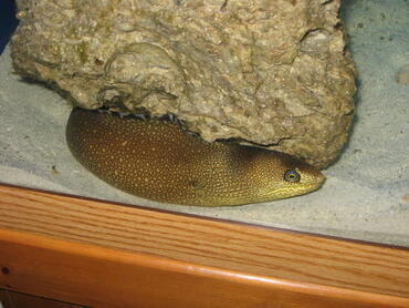 Keeping Moray Eels in the Marine Tank Keeping Moray Eels in the Marine Tank