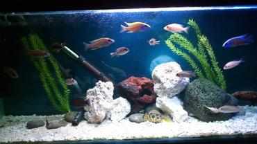 Stocking Fresh Water Fish Tanks Stocking Fresh Water Fish Tanks