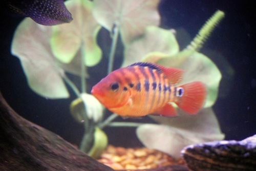 Semi best sale aggressive cichlids