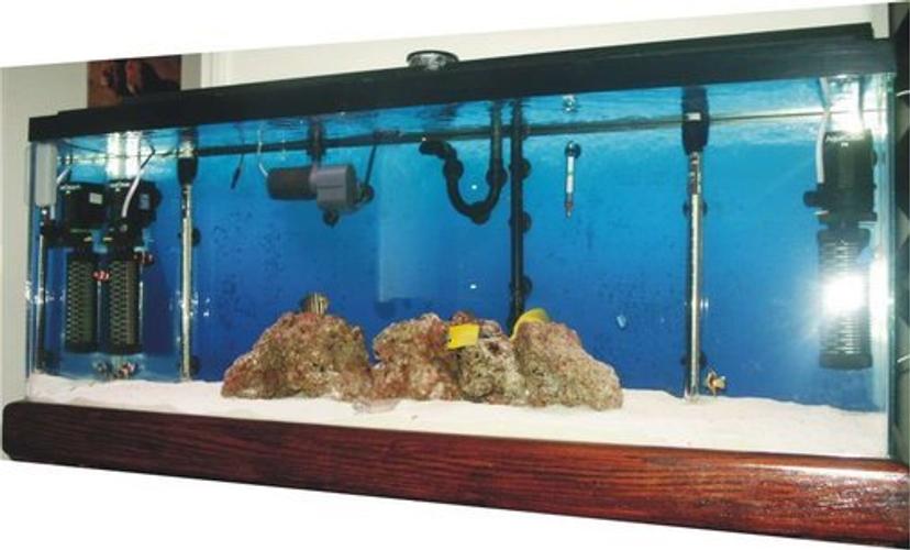 How to Keep Your Saltwater Aquarium from Overheating How to Keep Your Saltwater Aquarium from Overheating