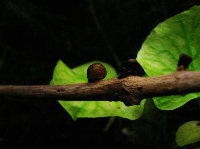 What to do About Aquarium Snail Infestations What to do About Aquarium Snail Infestations